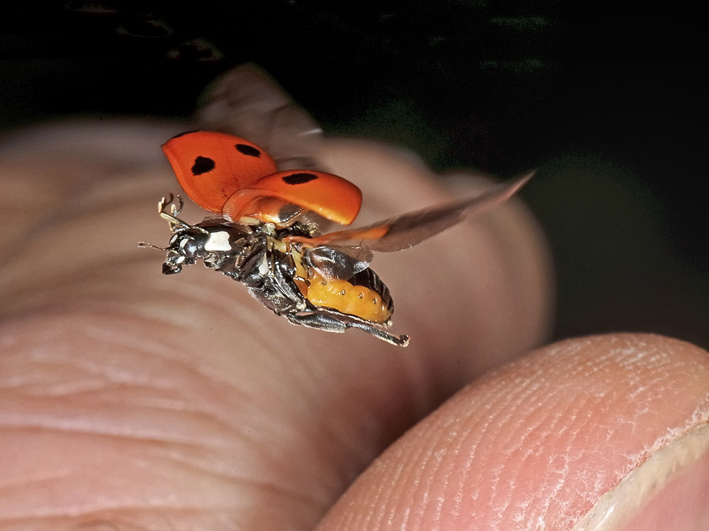 Coccinella septempunctata. Questioni di precedenza